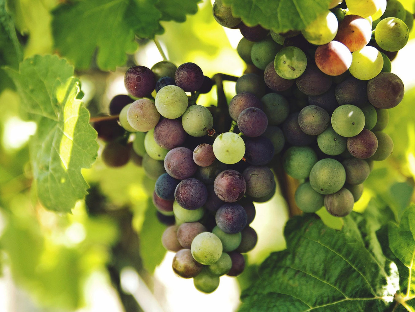 La importancia de la trazabilidad en las bodegas