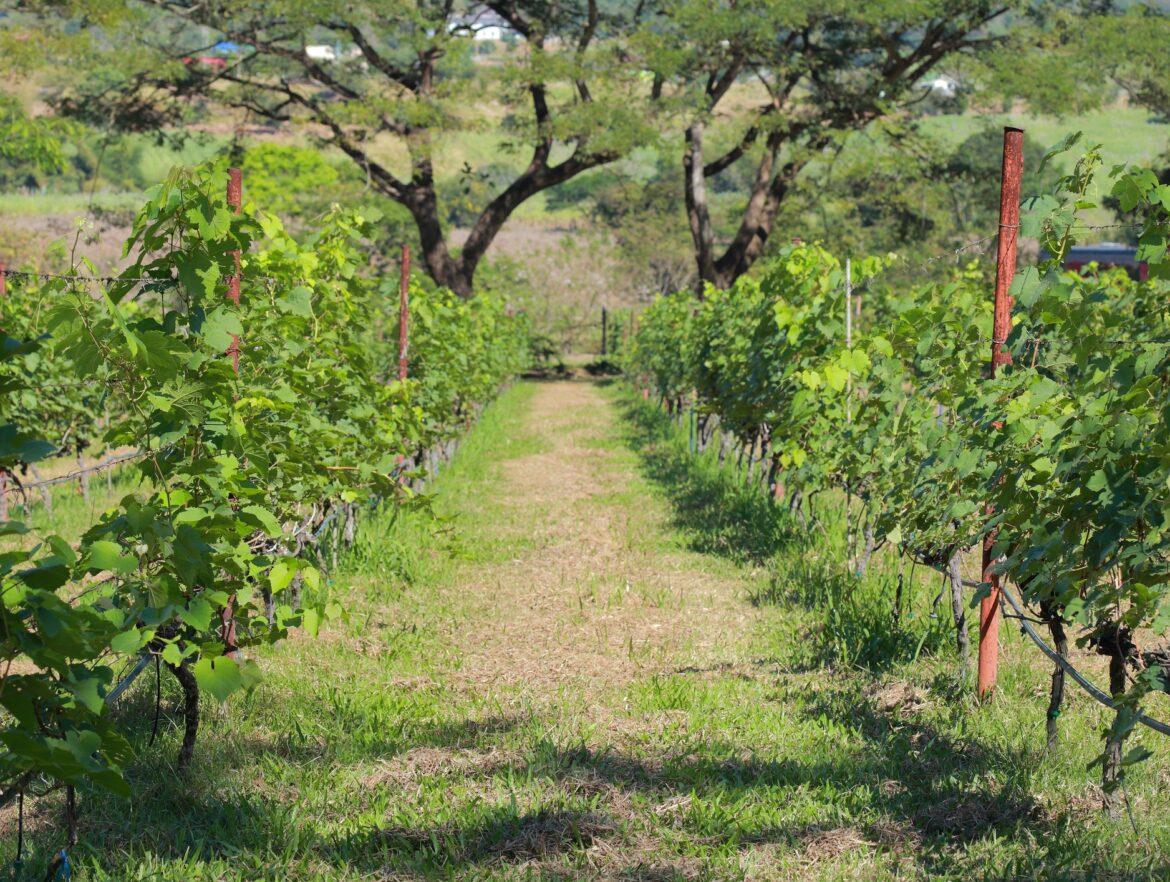 Las 10 claves del perfecto CRM para una empresa de enoturismo