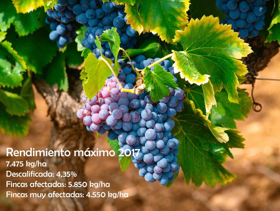 TWIN BODEGA PREPARADO PARA LA VENDIMIA 2017