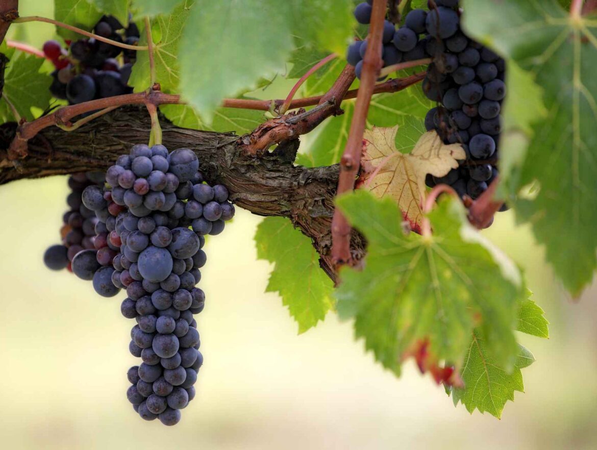 Cómo controlar el stock de una bodega con un ERP