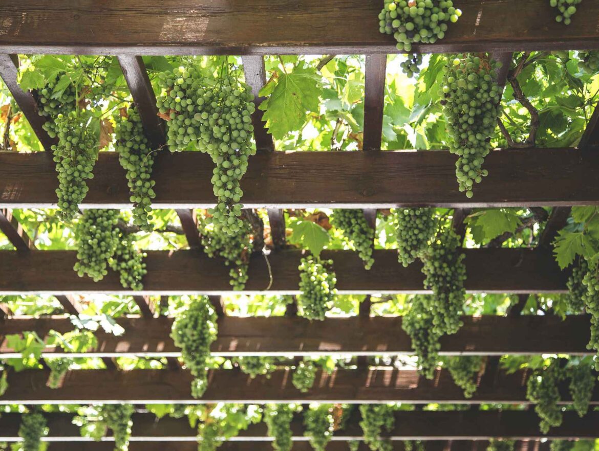 Formación on line Libros de agricultura - Software Twin bodega