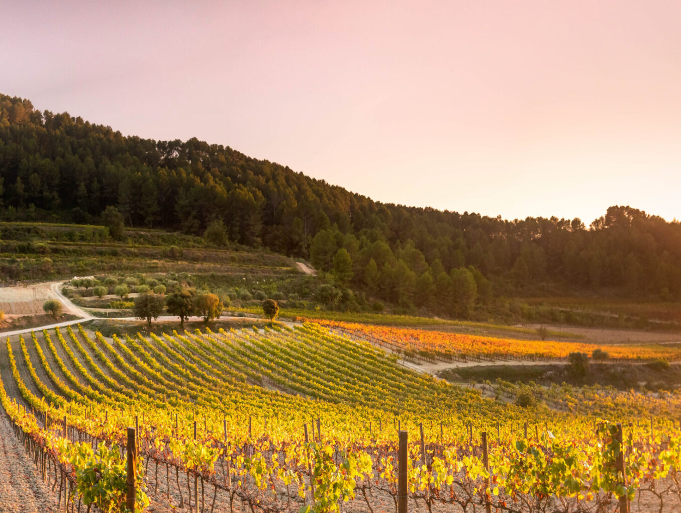 ¿Qué es un workflow y cómo me va a ayudar a gestionar mejor mi bodega?