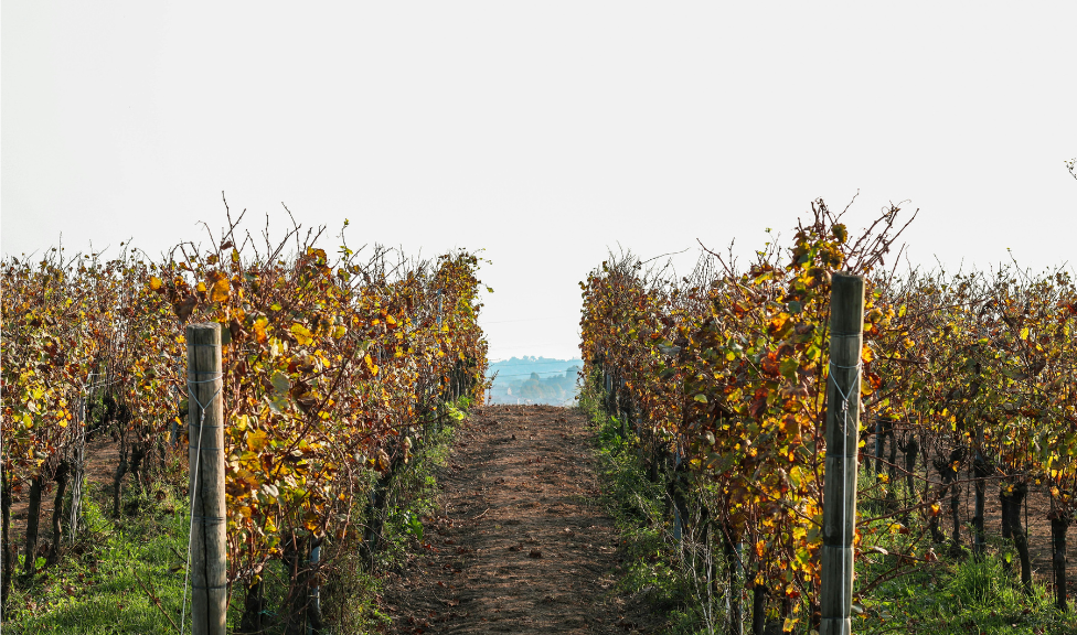 Nimbus Bodega: ERP especializado para la gestión de bodegas