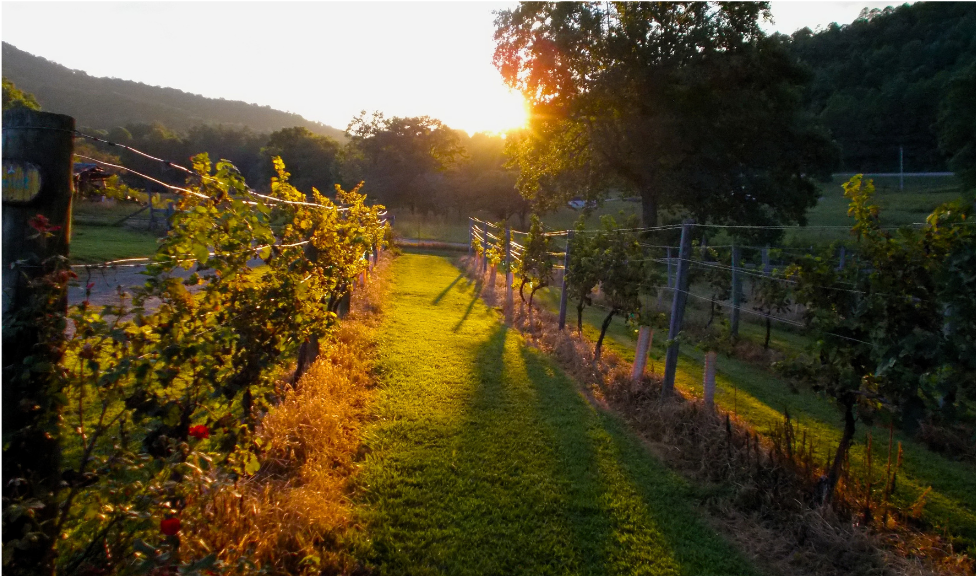 SILICIE, INFOVI y EMCS normativas claves para las bodegas