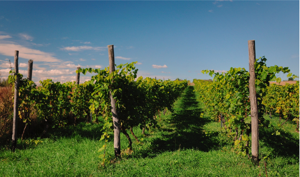 EMCS en bodegas: qué es, cómo funciona y por qué es clave en la gestión del vino