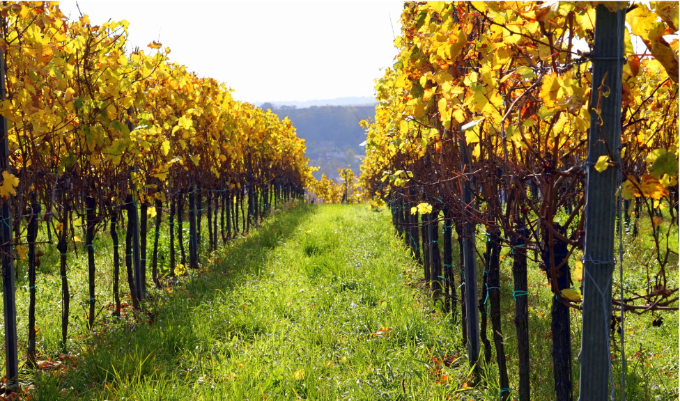 SILICIE en bodegas: qué es, cómo funciona y qué implica para el sector vitivinícola